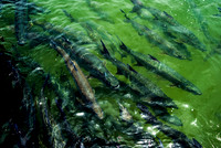 tarpon