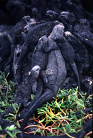 Ecuador/Galapagos