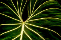 Philodendron