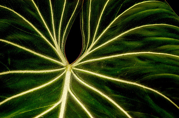 Philodendron