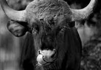 Wisent