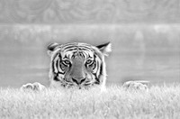 White Bengal Tiger
