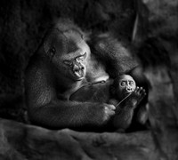 Lowland Gorillas