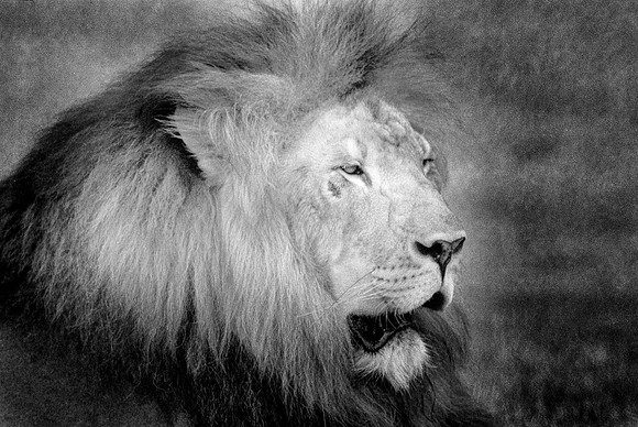 African Lion Portrait