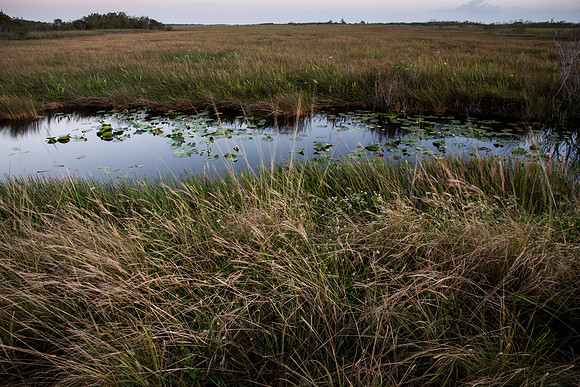 Morning in the Everglades.