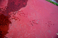 Animal Tracks - bird