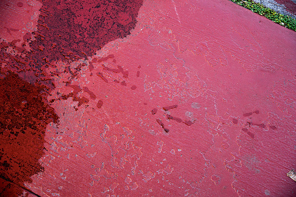 Animal Tracks - bird