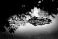 American Alligator