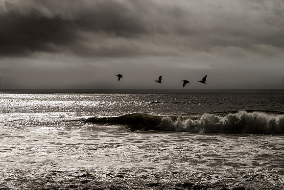 Pelicans Rialto Beach