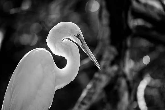 Great Egret in the Morning