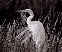 Great Egret preening