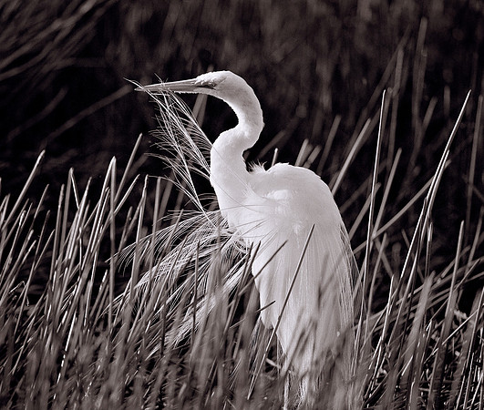 Great Egret preening