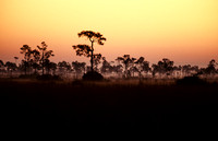 Pineland Sunrise