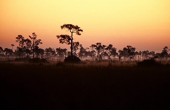 Pineland Sunrise