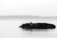 Heron on Admiralty Pass, Whidbey Island, WA