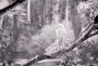 Great Egret - environmental portrait