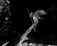 Bird of Prey
