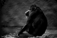Mandrill black and white protrait