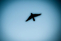 Grackle Flyover