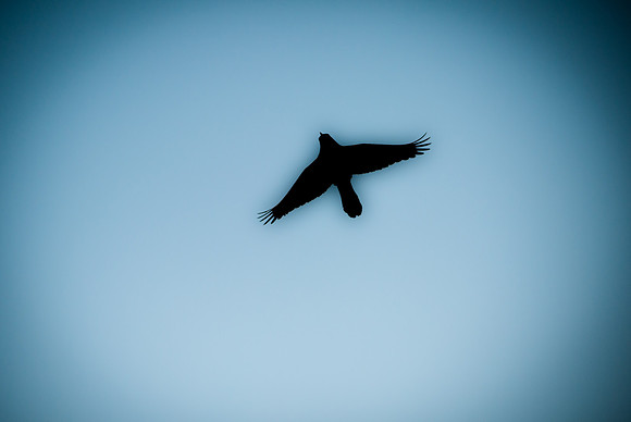 Grackle Flyover