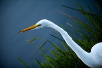 Great Egret hunting
