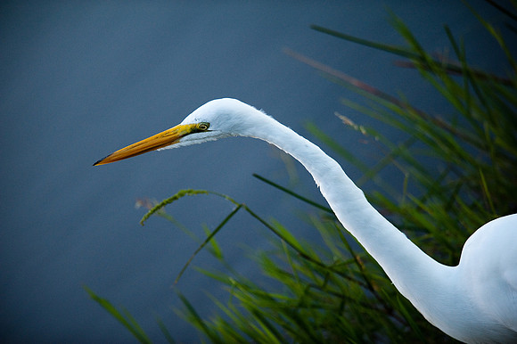 Great Egret hunting