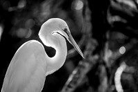 Great Egret in the Morning