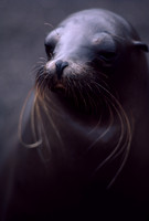 Galapagos sea lion