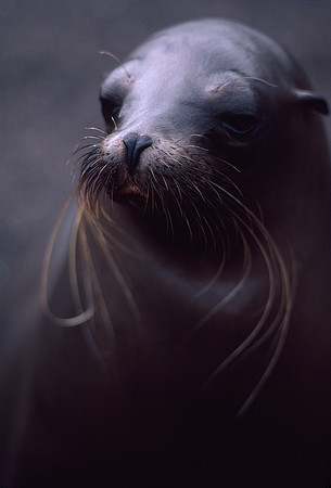 Galapagos sea lion