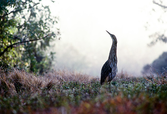 American Bittern in the Fog
