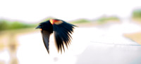 Red-winged Blackbird