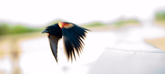 Red-winged Blackbird