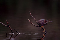 Green Heron