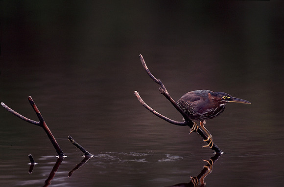Green Heron