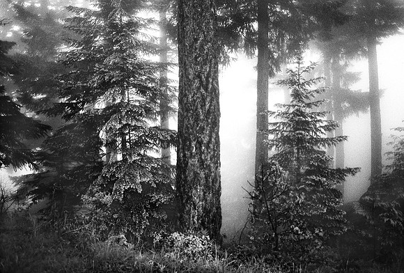 Hurricane Ridge Trees in the fog