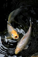 20240626-Goldfish_002