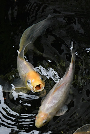 20240626-Goldfish_002