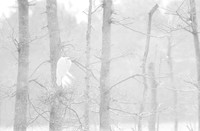 Egret cold wind rain