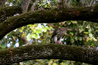 Cooper's Hawk