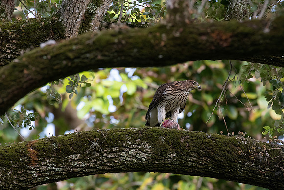 Cooper's Hawk